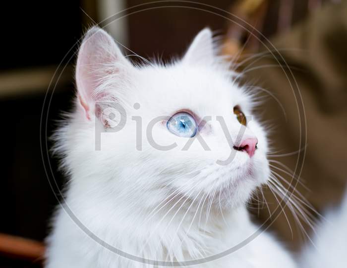 portrait of a young heterochromic or odd-eyed white fur cat