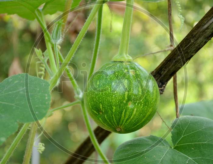 The Green Ripe Pumpkin With Vine In The Garden.