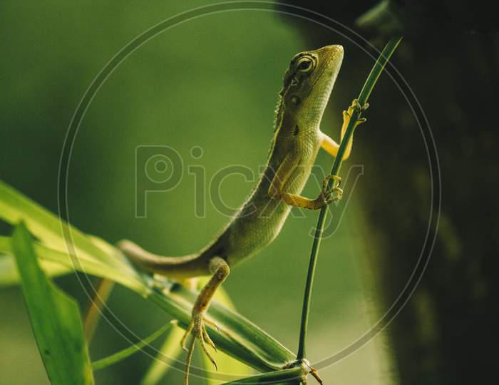 Garden Lizard Holding And Standing On A The Stem Of A Plant