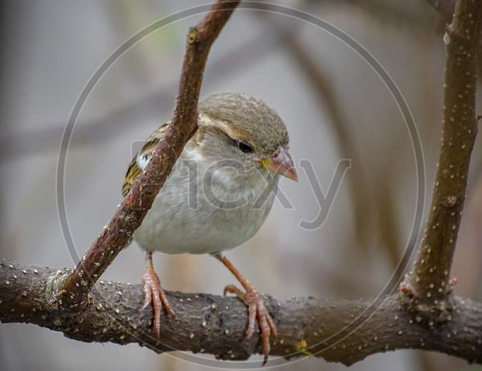 Female Sparrow