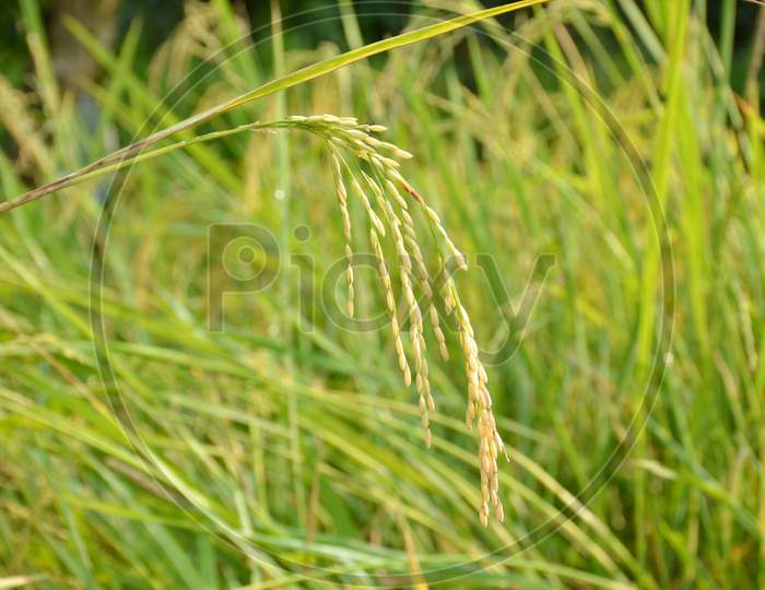 The Green Ripe Paddy Plant Grains In The Field Meadow.