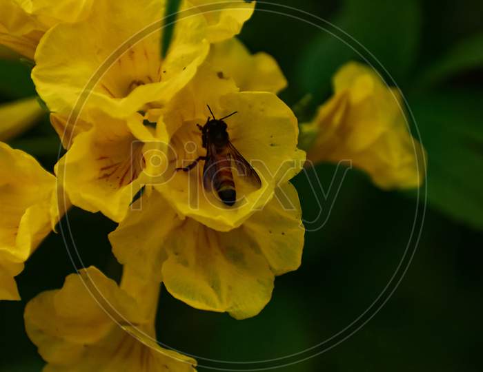 Honey bee on a bunch of flowers