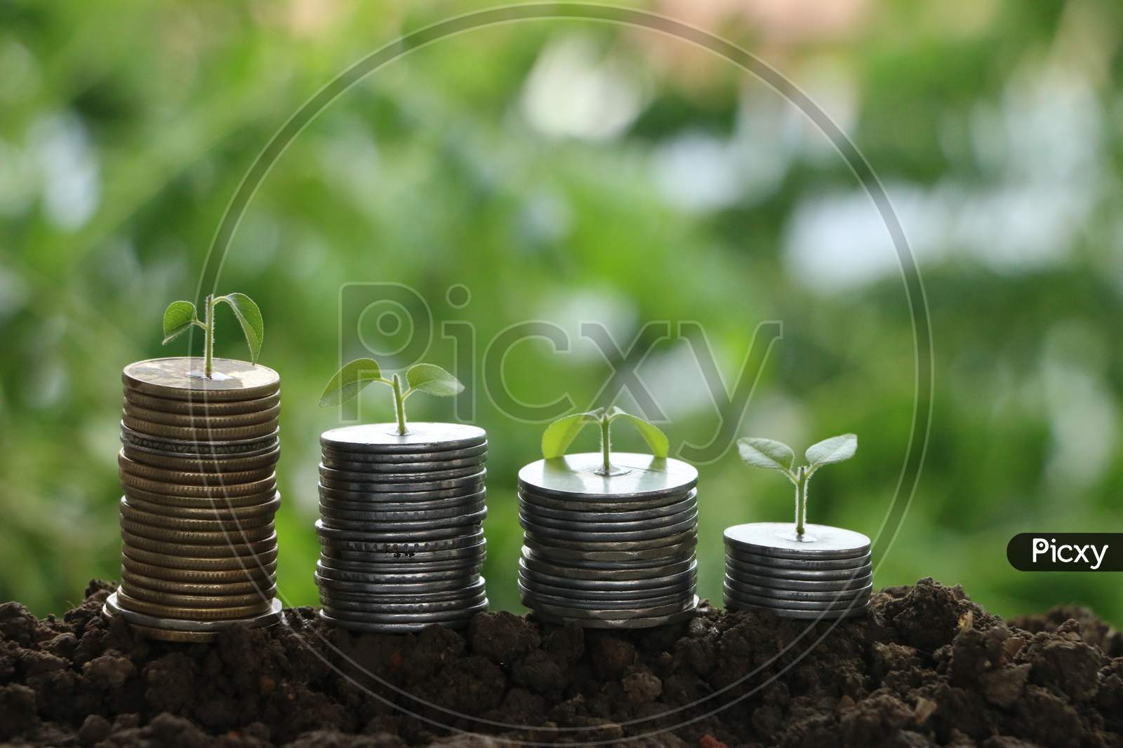 Coins And Plants Are Grown On A Pile Of Coins For Finance And Banking. The Idea Of Saving Money And Increasing Finances.
