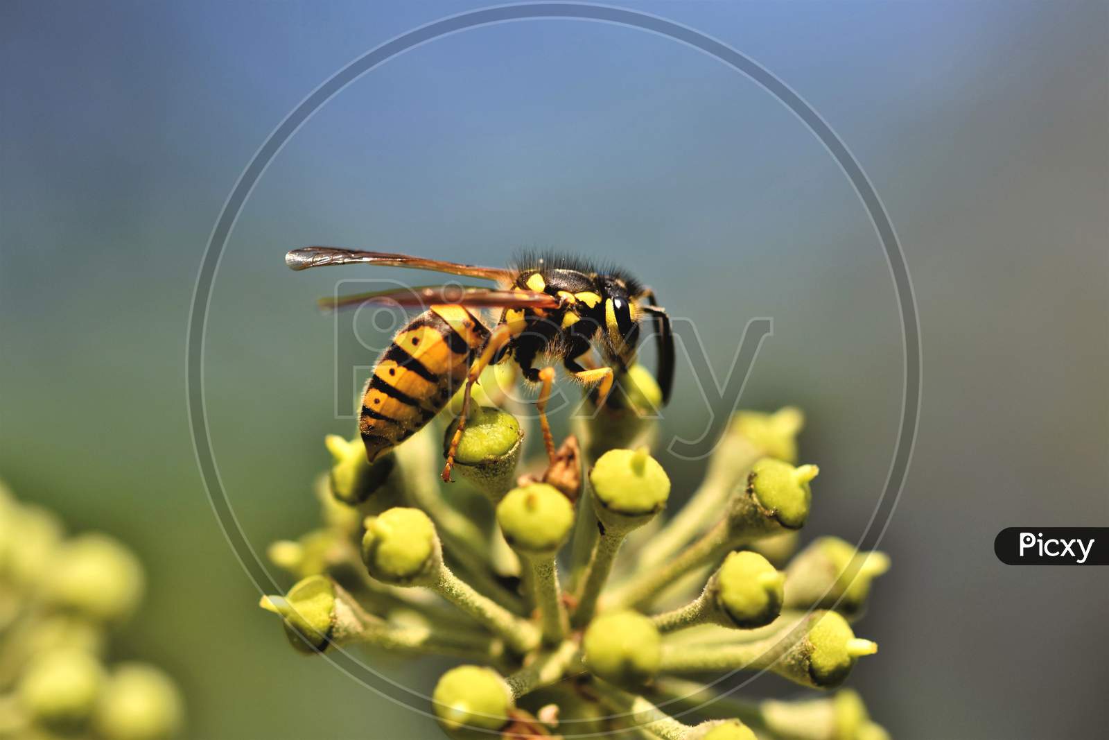bees image