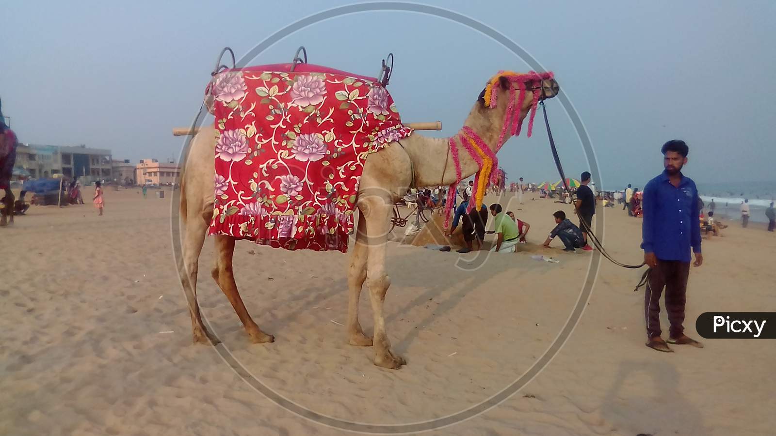 Camel of puri
