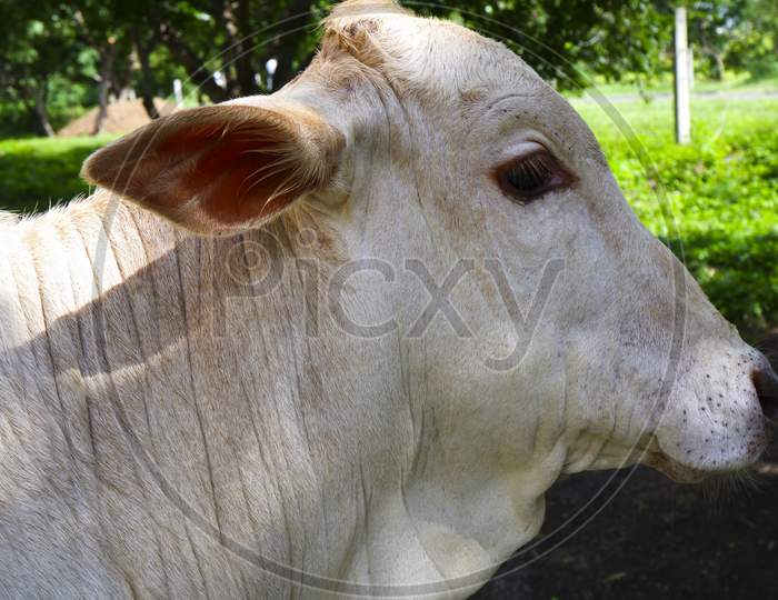 Close Side View Of Indian Young White Calf