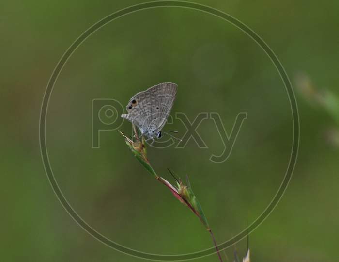 A gray colored butterfly on a flower bud