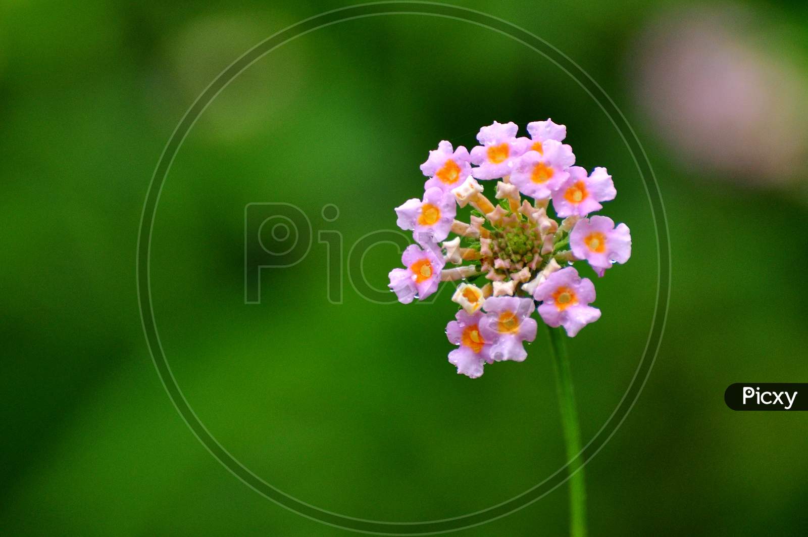 Lantana Flowers (Lippa alba) -  bushy matgrass