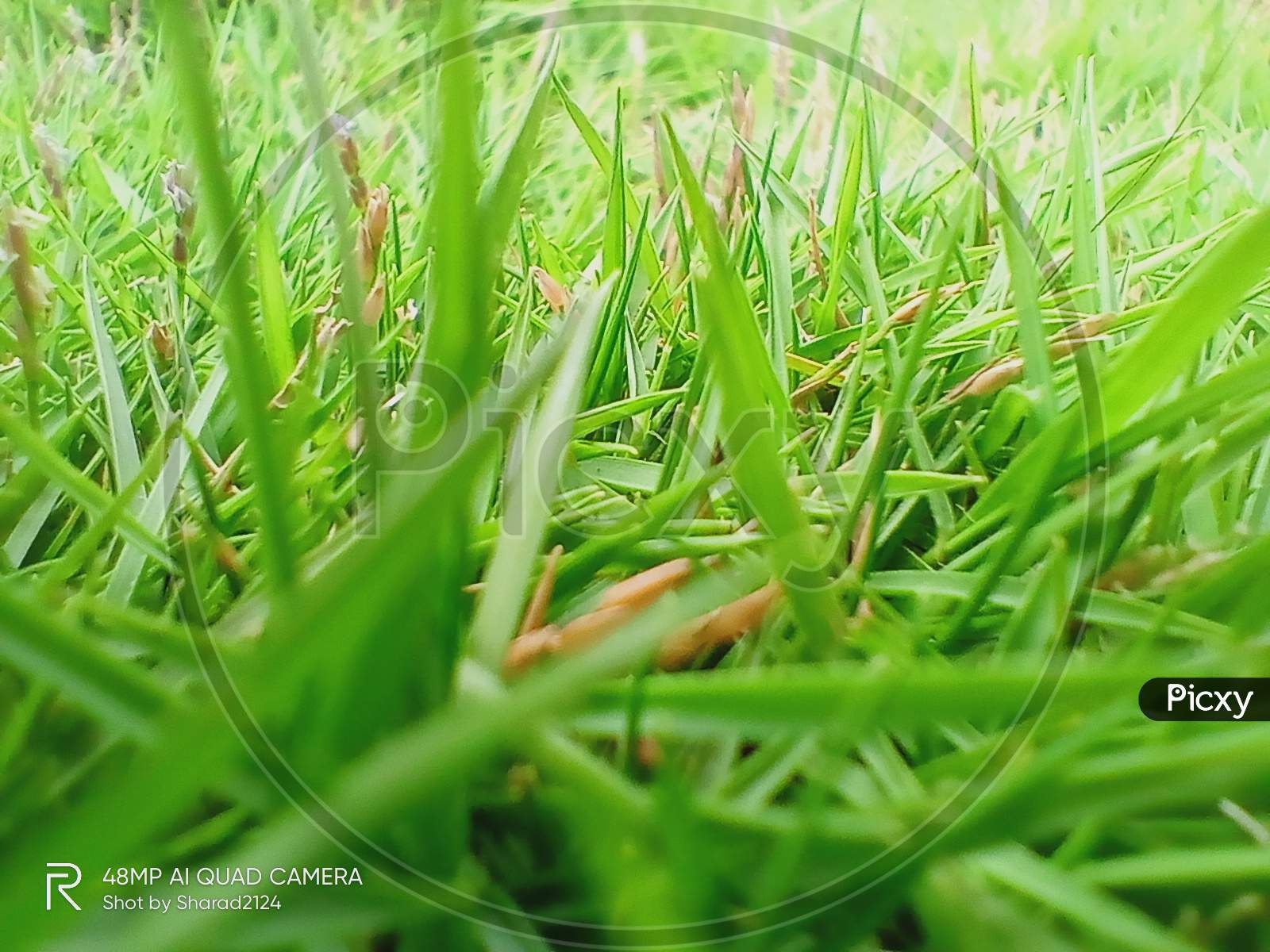 Lawan grass
