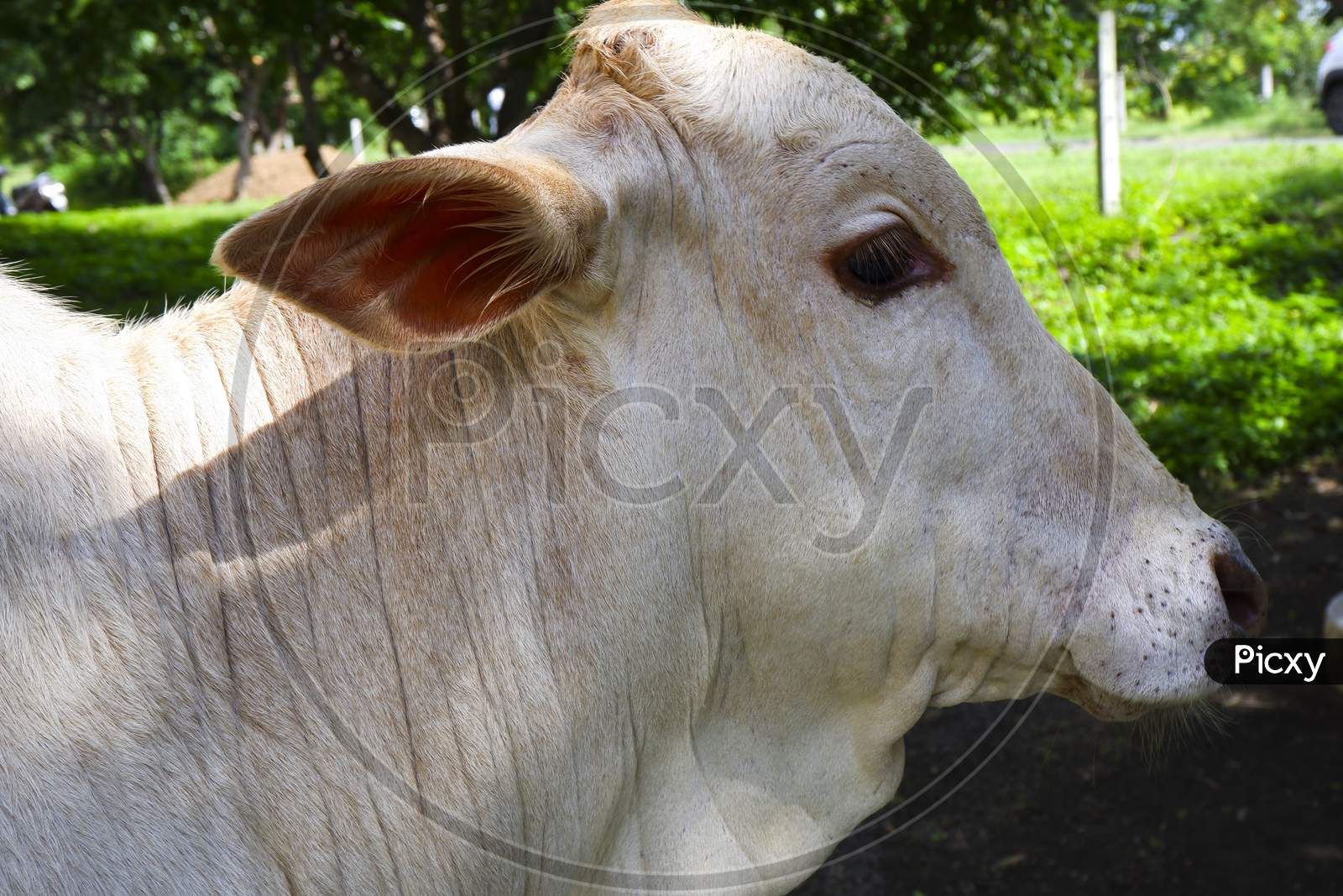 Close Side View Of Indian Young White Calf