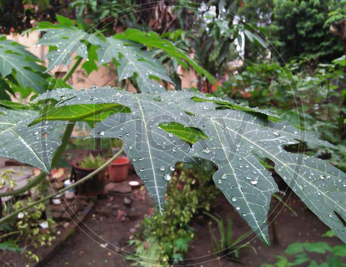 Papaya leaf with rain drop