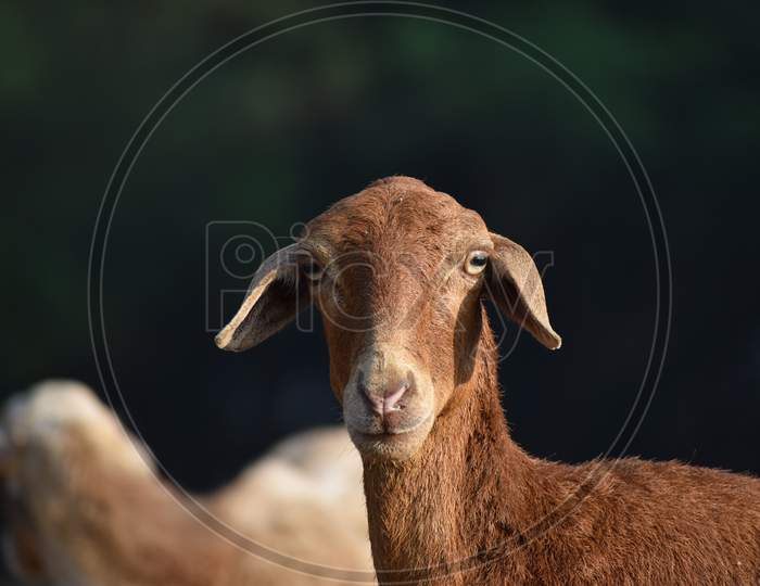 Portrait of a sheep