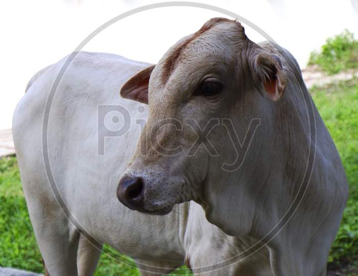 Close Shot Of Indian White Young White Calf Looking Back
