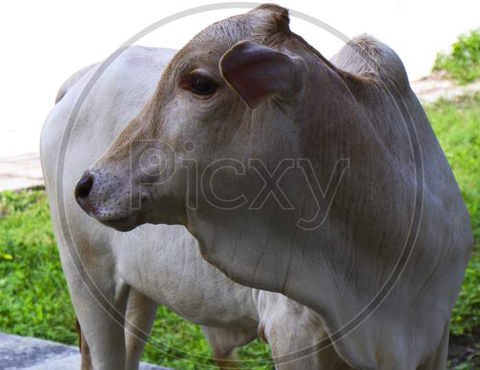 Close Shot Of Indian White Young Calf Looking Back