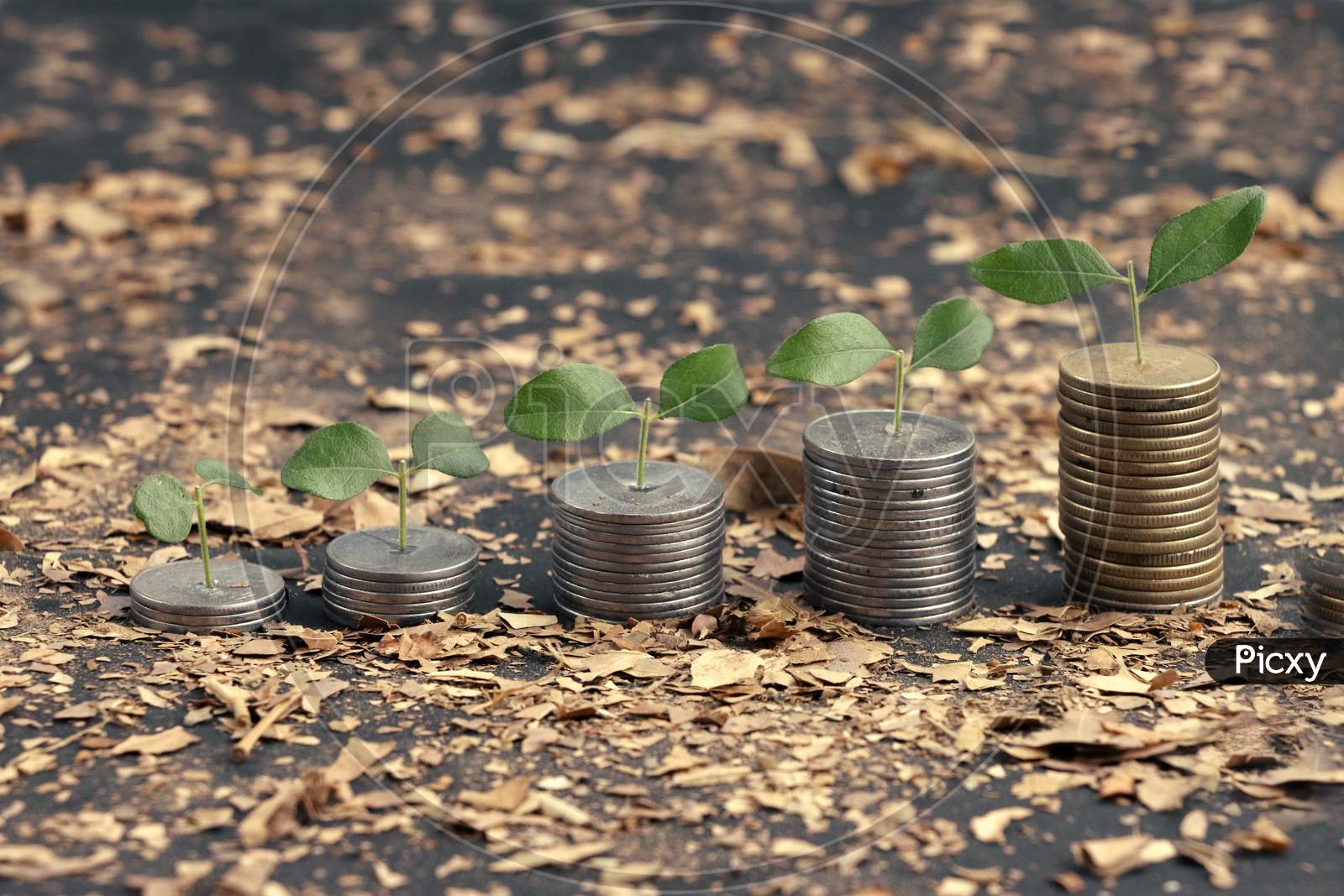 Growing Plant On Stack Money With Natural Background. Business Finance Concept
