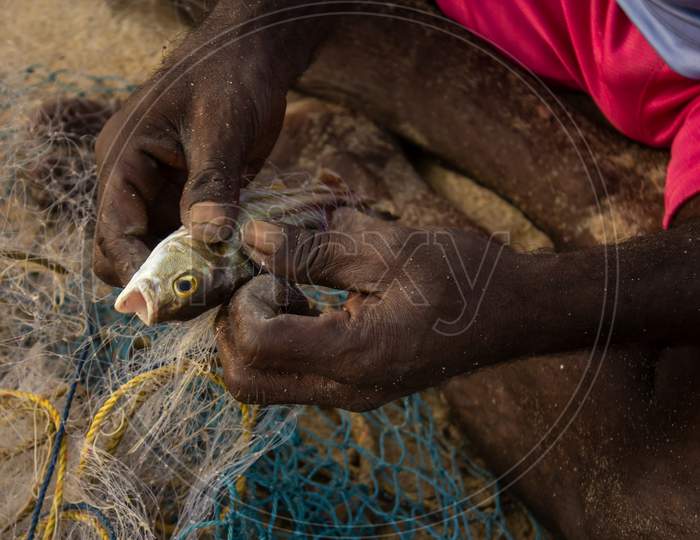 Fisherman Removing A Dead Fish From His Net