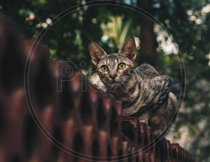Portrait Of A Tabby Cat Sitting On A Wall In A Garden