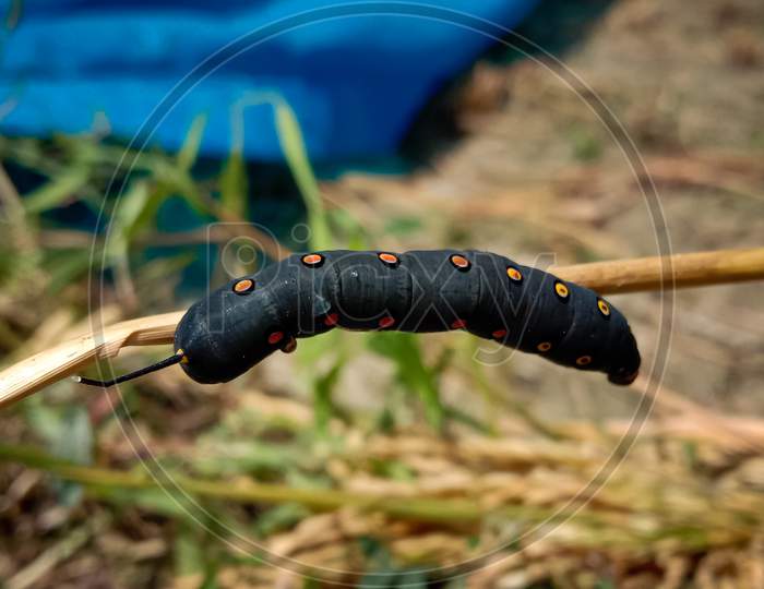 Unknown Smooth Black Hairless Caterpillar With Orange And Yellow Dots