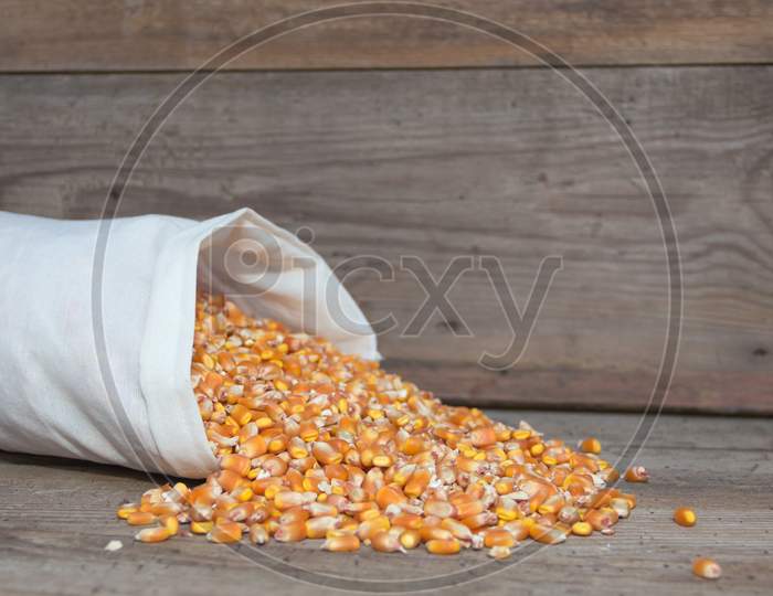 Whole Corn Grains For Animal Feed For Sale In The Forage