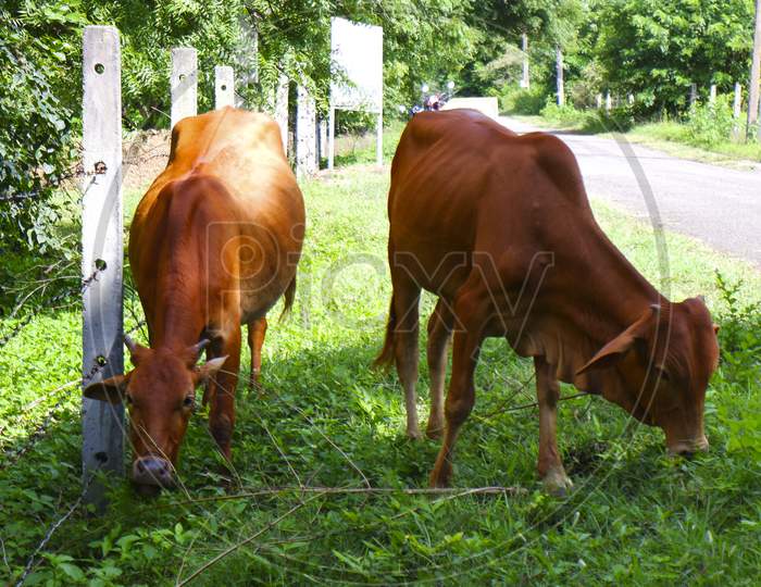 Indian Two Red Cows Eating Green Grass In Road Side