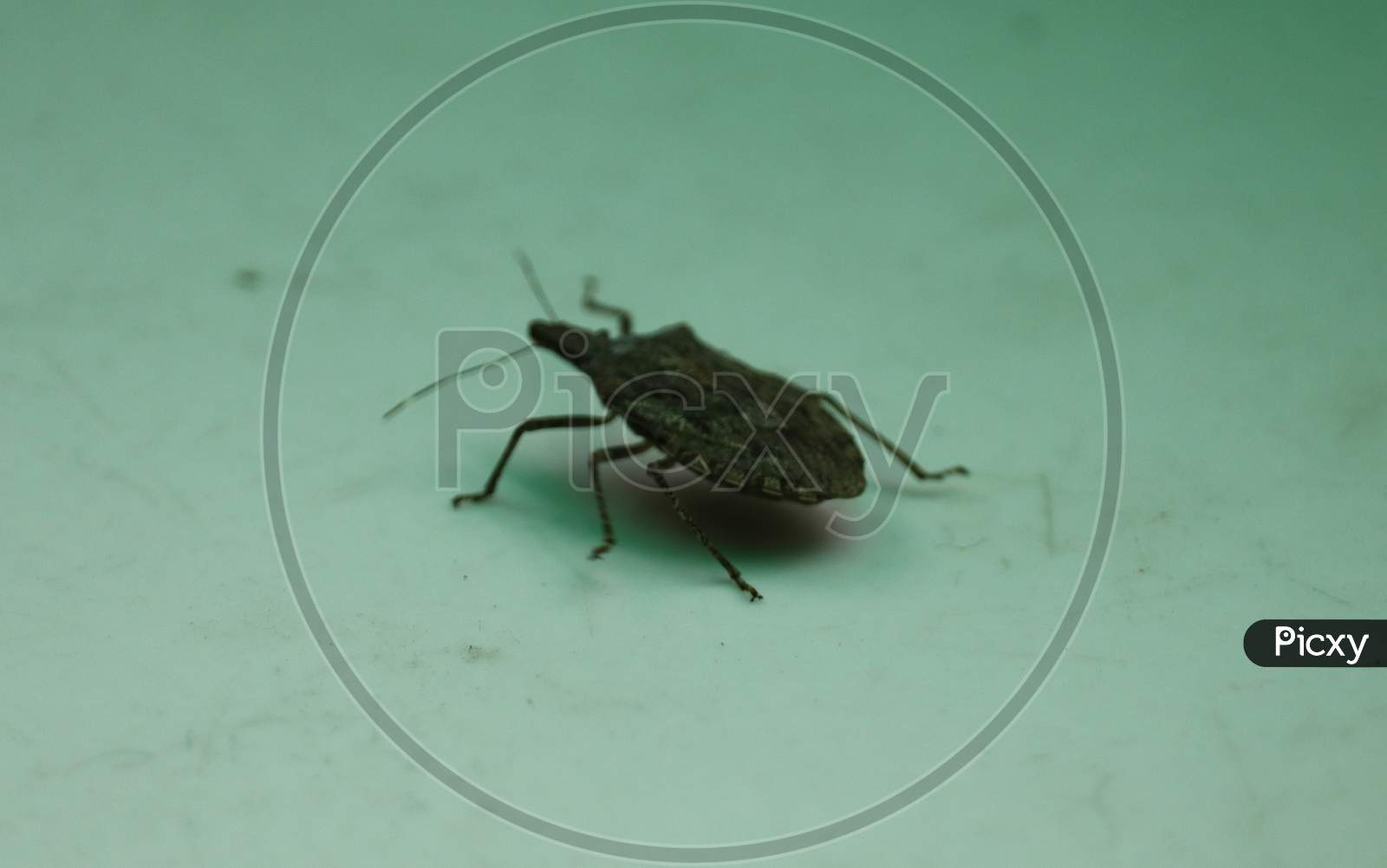 Stink Bug Crawling On The Floor