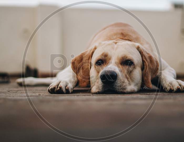 Isolated Labrador Retriever Dog Lying On The Floor