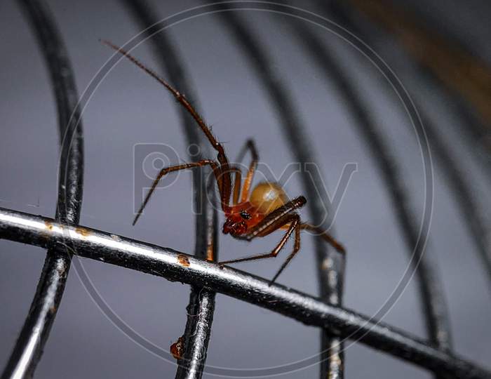 Spider macro photography