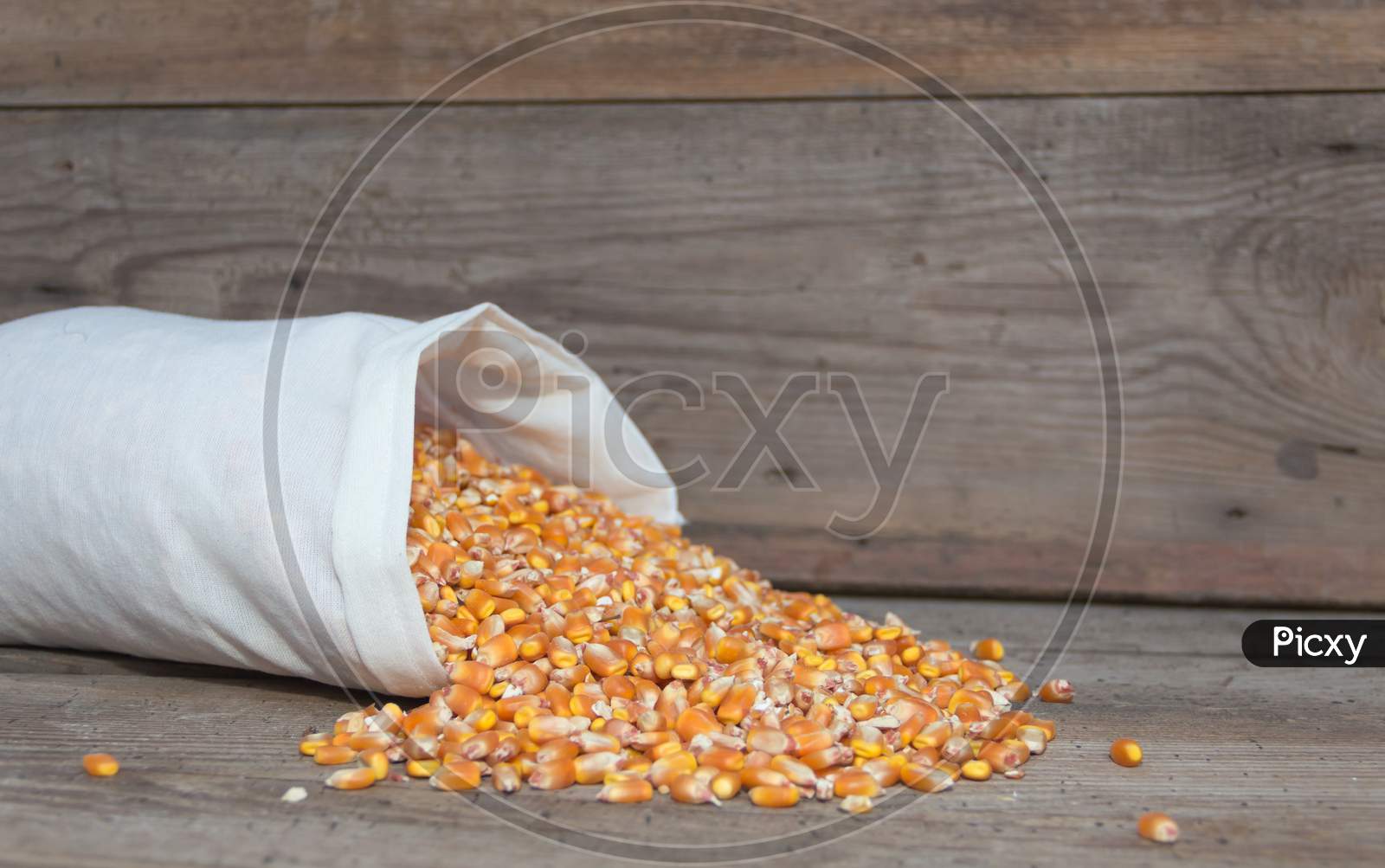 Whole Corn Grains For Animal Feed For Sale In The Forage
