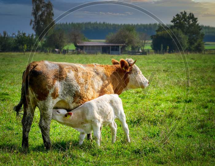 cow feeding milk to baby cow