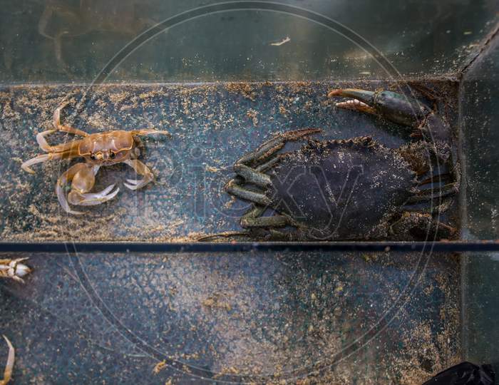 Top View Of Freshwater Crabs Placed In A Glass Container