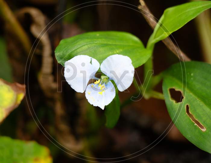 Tiny White Color Flower Of A Weed Plant, Selective Focus