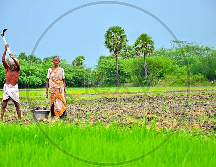 Old people doing paddy farming in the agriculture land