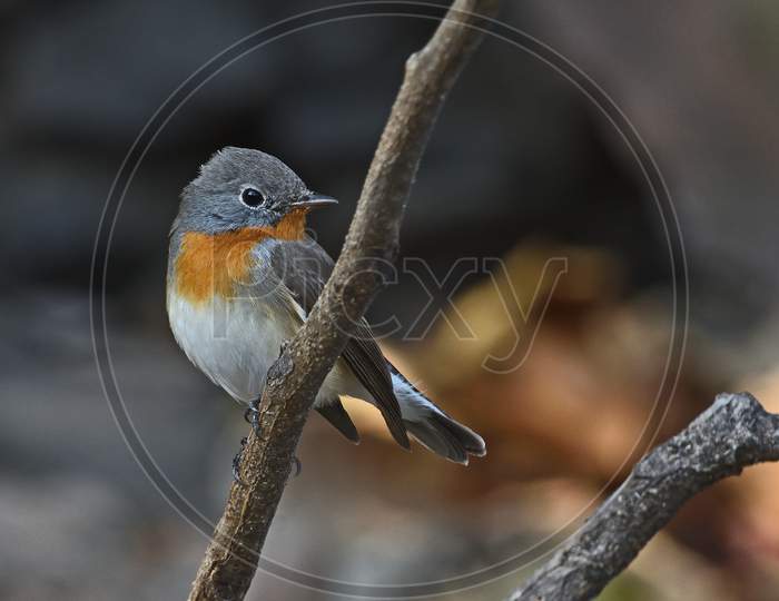 Red-breasted Flycatcher male