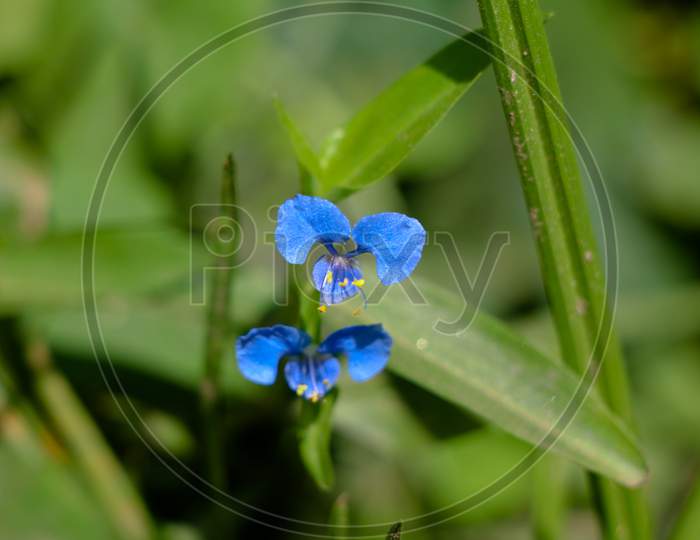 Tiny Blue Color Flower Of A Weed Plant, Selective Focus