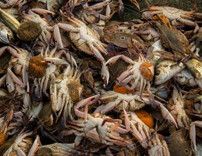Bunch Of Crabs And Fishes Lumped Together