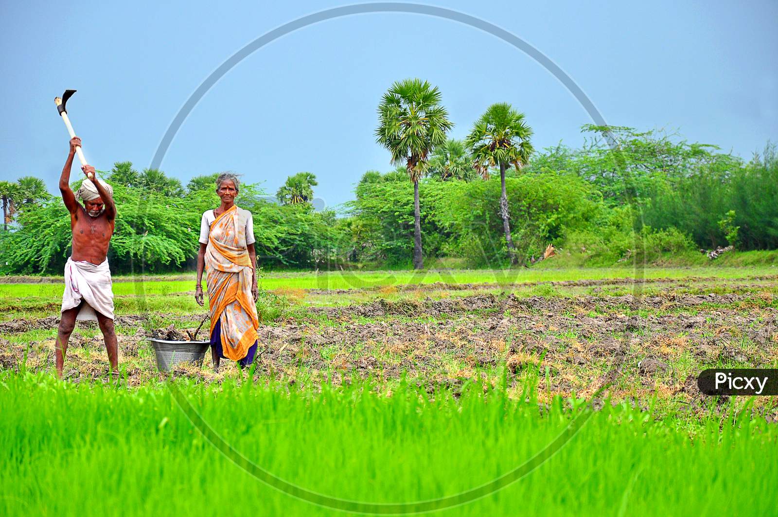 Old people doing paddy farming in the agriculture land