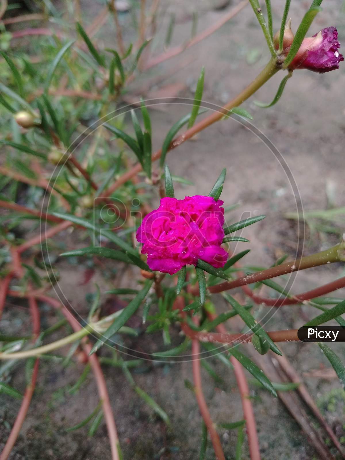 Its a amazing Moss-rose purslane