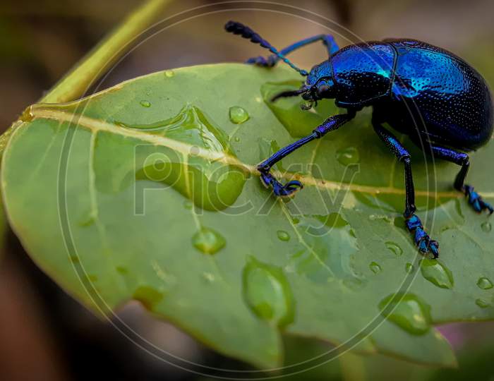 Milkweed beetle,Macro Photography