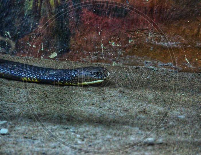 Closeup Of Cobra Snake Moving Around
