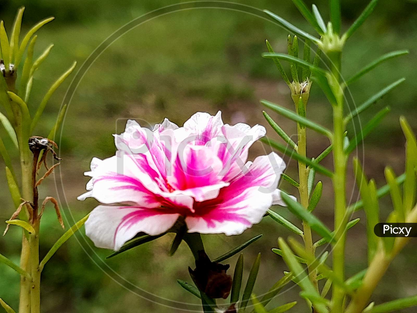 Image Of 10 O Clock Flower Bi Picxy