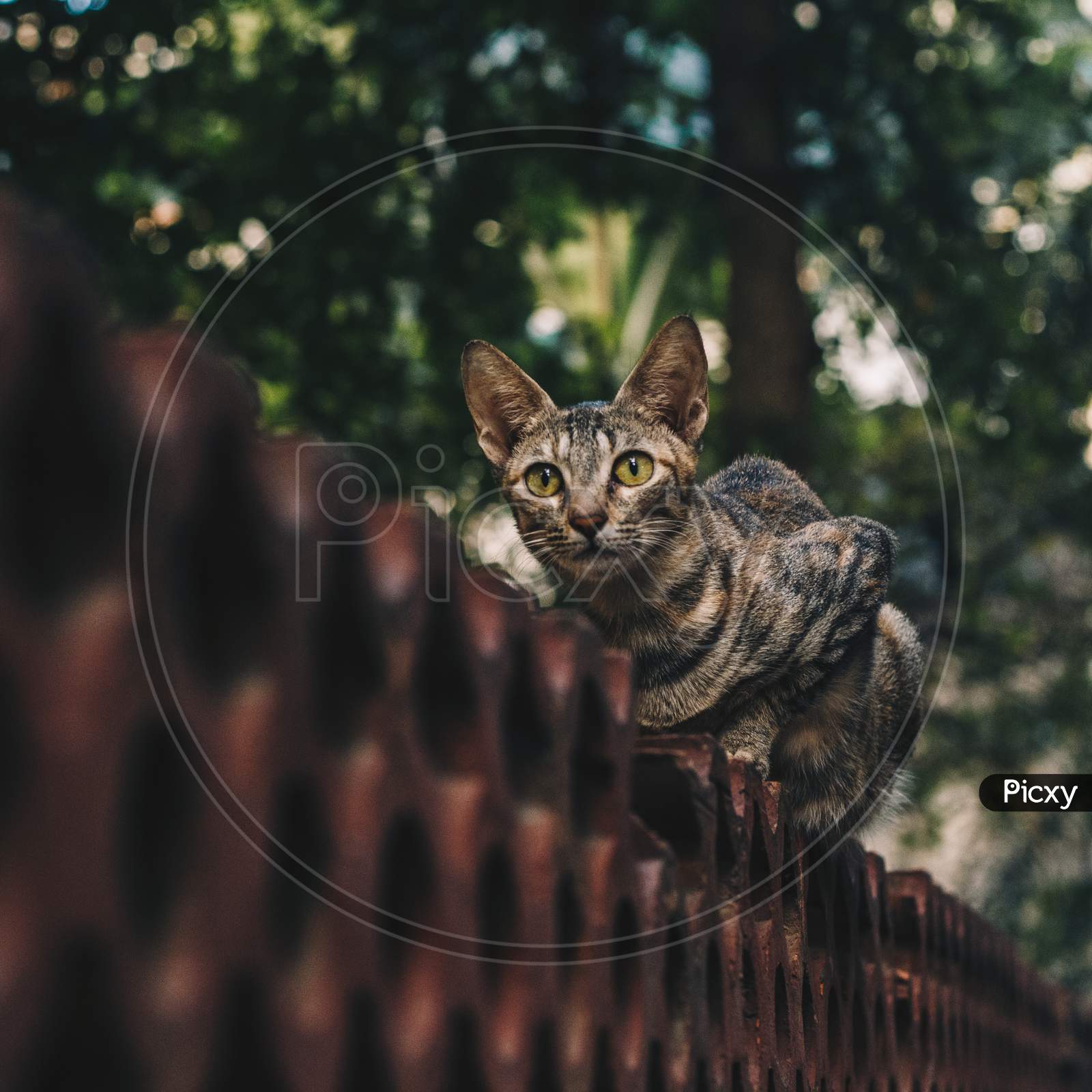 Portrait Of A Tabby Cat Sitting On A Wall In A Garden