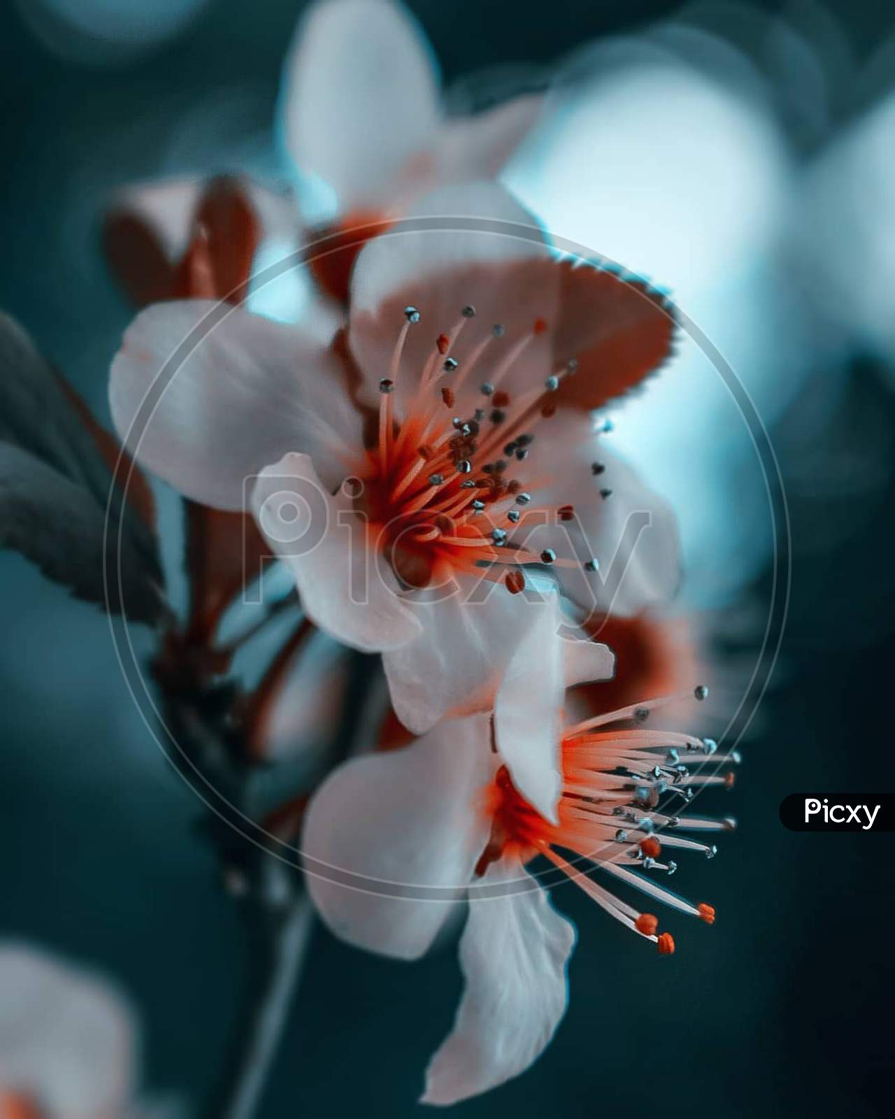 Flowers macro click (Photography )