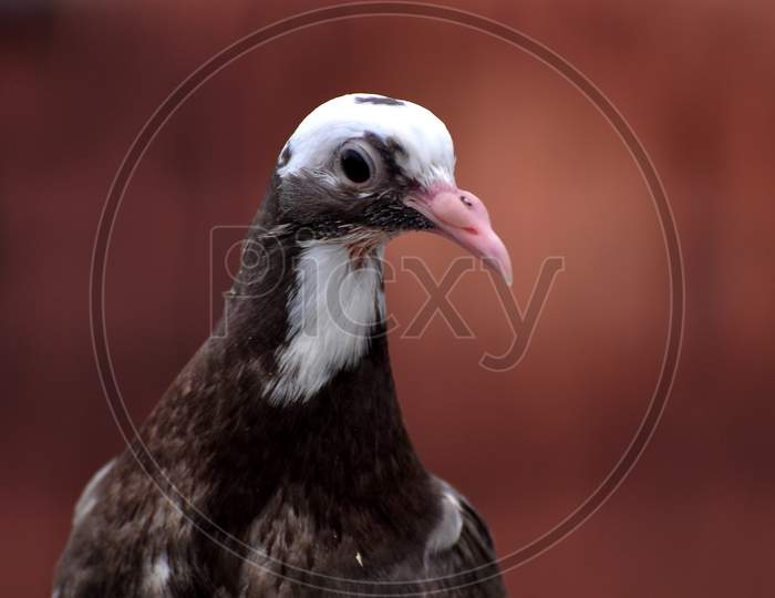 A brown and white colored young pigeon with a sharp beak