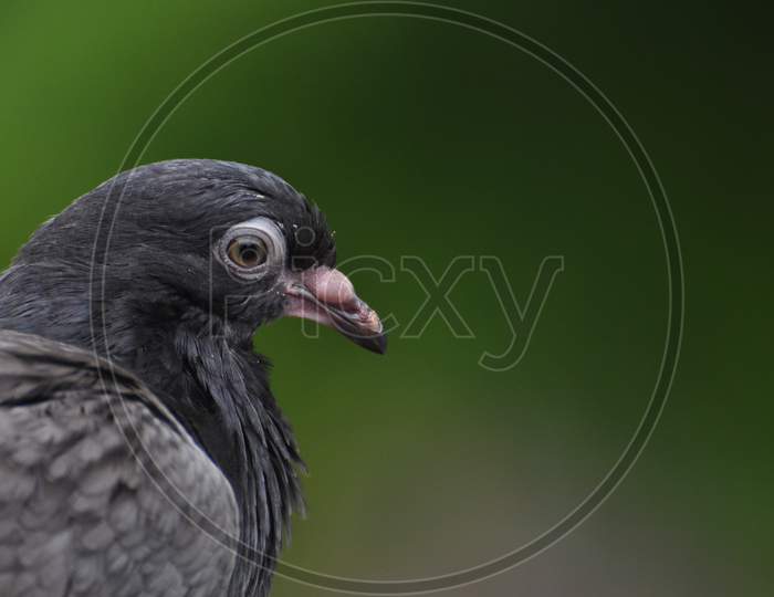 A black imperial pigeon with bright focused eyes