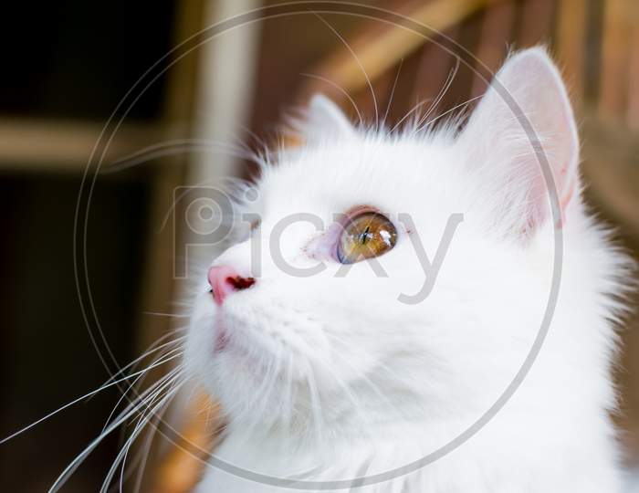 portrait of a young heterochromic or odd-eyed white fur cat