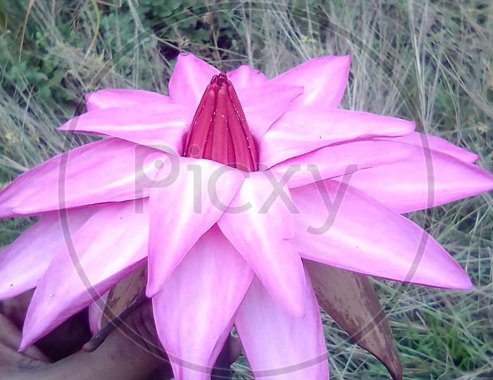 Notional flower of Bangladesh