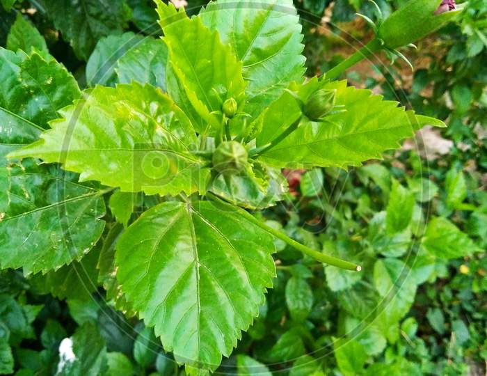 Flower leaf