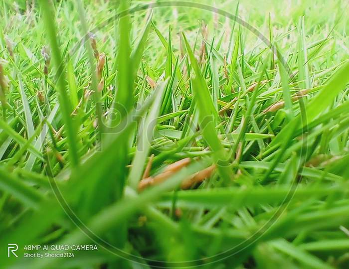 Lawan grass