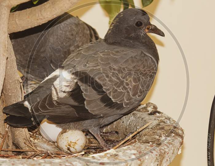 nest, eggs and pigeon