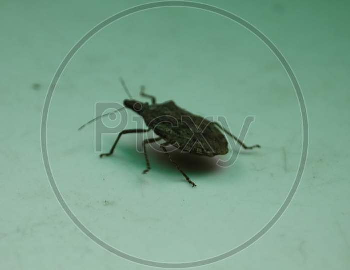 Stink Bug Crawling On The Floor